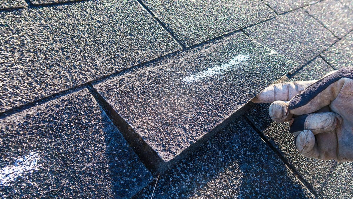 A closeup of a roof shingle being lifted off a roof to inspect it